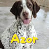 Azor