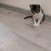 Cleo