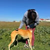 NAYRA (Animalea)