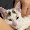 KUSMI À ADOPTER AVEC UN CHAT DÉJÀ PRÉSENT CHEZ VOUS