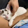 KUSMI À ADOPTER AVEC UN CHAT DÉJÀ PRÉSENT CHEZ VOUS