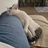 KUSMI À ADOPTER AVEC UN CHAT DÉJÀ PRÉSENT CHEZ VOUS