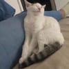KUSMI À ADOPTER AVEC UN CHAT DÉJÀ PRÉSENT CHEZ VOUS