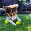 Carlos sucht sein perfektes Match