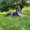Balu, herzensguter Rüde, ca. 4 Jahre