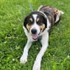 Balu, herzensguter Rüde, ca. 4 Jahre