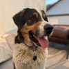 Balu, herzensguter Rüde, ca. 4 Jahre
