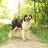 Balu, herzensguter Rüde, ca. 4 Jahre
