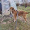 Aiko, elegant, liebt Wasser, ruhiges Wesen