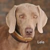 LOLA