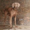 LOLA