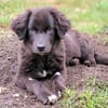 Queeni - wartet in 76437 Rastatt