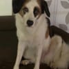 Hiro m ca 4 Jahre