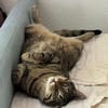 Ein toller Familienkater
