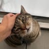 Ein toller Familienkater