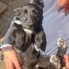 Kleine Hunde suchen ein Zuhause