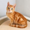 Pumuckl, sanfter Kuschelkater, ca. 5 Monate