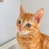 Pumuckl, sanfter Kuschelkater, ca. 5 Monate