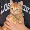 Pumuckl, sanfter Kuschelkater, ca. 5 Monate
