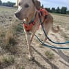 Spike  ist keine Schlaftablette