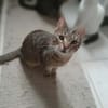 Yentel, aufgeweckter Tigerkater, ca. 1 Jahr