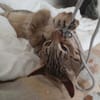 Yentel, aufgeweckter Tigerkater, ca. 1 Jahr