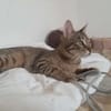 Yentel, aufgeweckter Tigerkater, ca. 1 Jahr