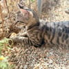 Yentel, aufgeweckter Tigerkater, ca. 1 Jahr