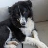 Greta sucht ihr neues Für Immer Zuhause