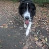 Greta sucht ihr neues Für Immer Zuhause