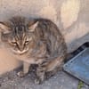 Liebe, zutrauliche Katze Micaela