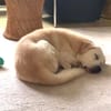 Pino