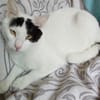 Odin m~1jahr sucht sein Kuschel buddy