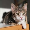 Hulk, menschenbezogener Schmusekater, ca. 1 Jahr