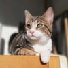 Hulk, menschenbezogener Schmusekater, ca. 1 Jahr