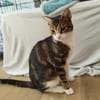 Hulk, menschenbezogener Schmusekater, ca. 1 Jahr