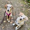 Frieda -liebenswerte Frohnatur-