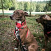 Brownie, ein Herzenshund der neu anfangen möchte