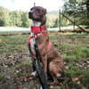 Brownie, ein Herzenshund der neu anfangen möchte