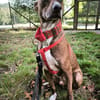 Brownie, ein Herzenshund der neu anfangen möchte