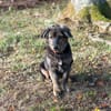 Rani - kleine Herzenshündin sucht ihr großes Glück