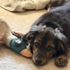 Rani - kleine Herzenshündin sucht ihr großes Glück