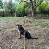 Rani - kleine Herzenshündin sucht ihr großes Glück