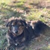 Rani - kleine Herzenshündin sucht ihr großes Glück