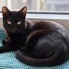 Majid, verspielter Kittenjunge, ca. 1 Jahr