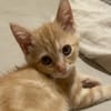 BUDDY