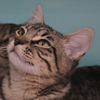 BLUE (en cours d'adoption)