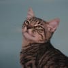 BLUE (en cours d'adoption)