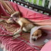 Balto le joyeux créole