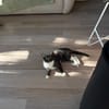 Miciek
